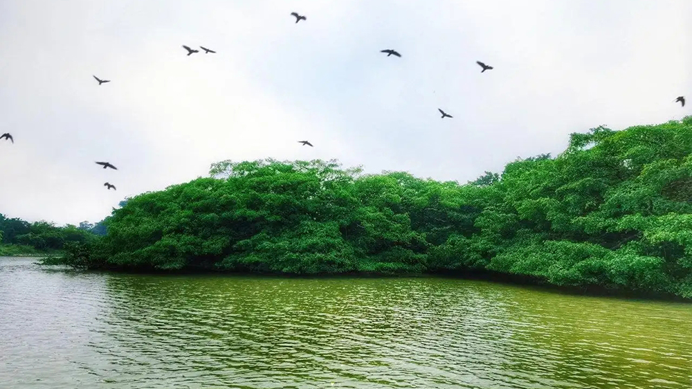 廣東新會(huì)小鳥天堂國(guó)家濕地公園.jpg